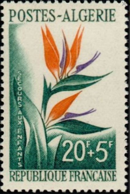 Bec d'Oiseau (Strelitzia reginae)