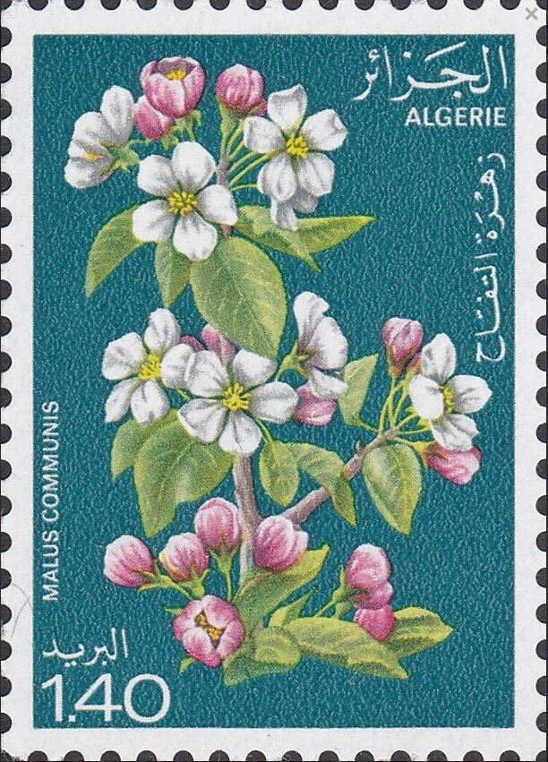 Malus communis - Pommier