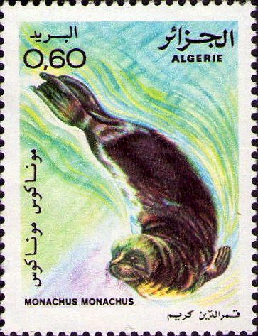 Monachus monachus Phoque