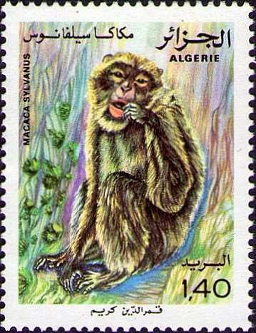 Macaca sylvanus Singe Magot