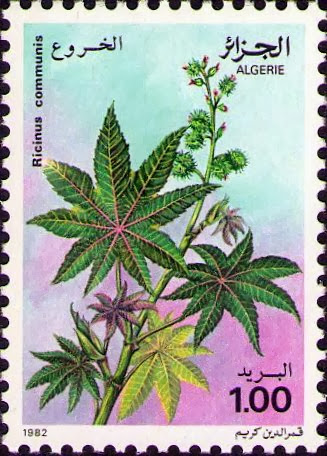 Ricinus communis