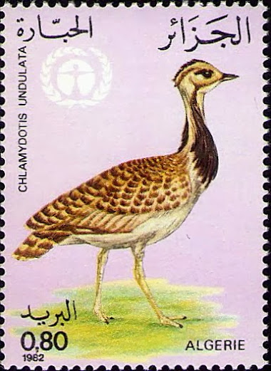 Chlamydotis undulata - Outarde Houbara