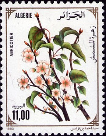 Abricotier