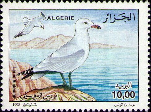 Le goéland d'Audouin (Larus audouinii)