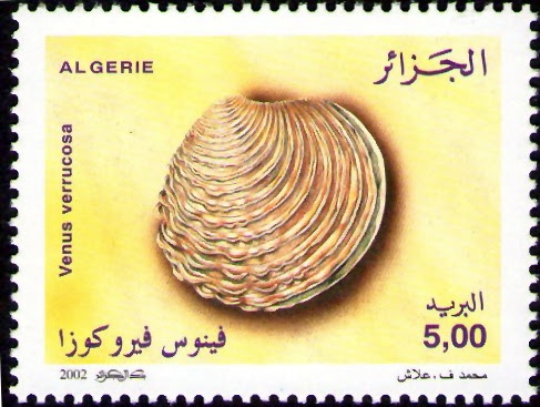 Coquillages Vénus verrucosa (Linnaeus, 1758)