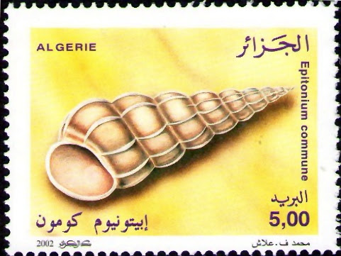 Coquillages Epitonium commune