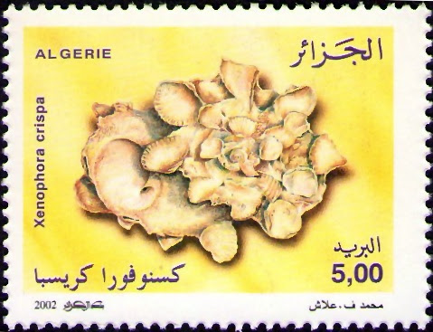 Coquillages Xenophora crispa (Konig, 1831)