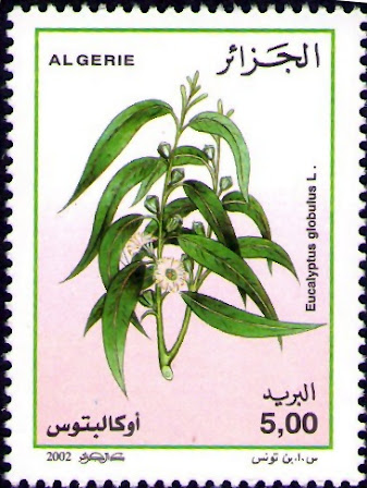 Eucalyptus globulus - Euclayptus