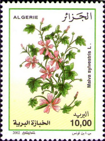 Malva sylvestris - Mauve Sauvage
