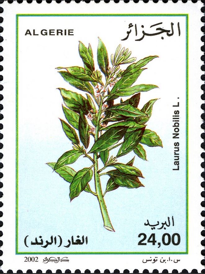 Laurus nobilis - Laurier