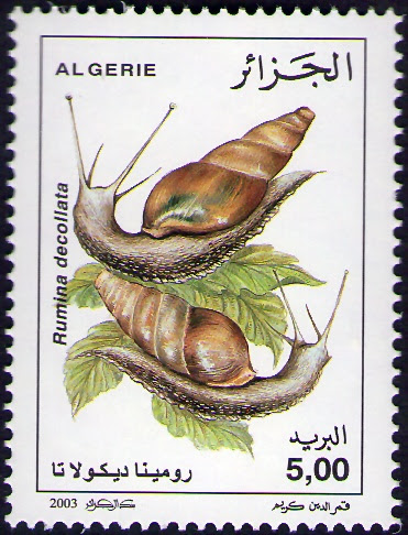 Escargots Rumina decollata