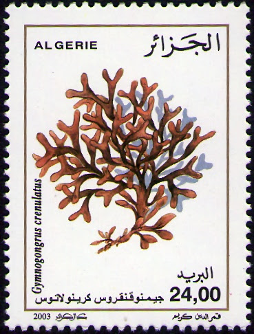 Algues Gymnogongrus crenulatus
