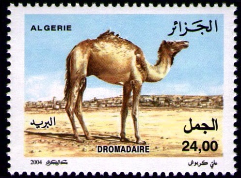 Le dromadaire