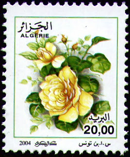 Rosa Odorata