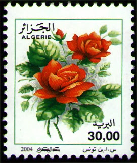 Rosa Odorata