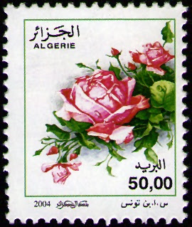 Rosa Odorata