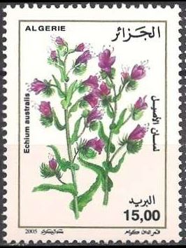 Vipérine (Echium australis)