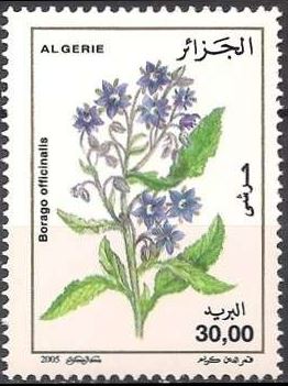 Bourrache (Borago officinalis)
