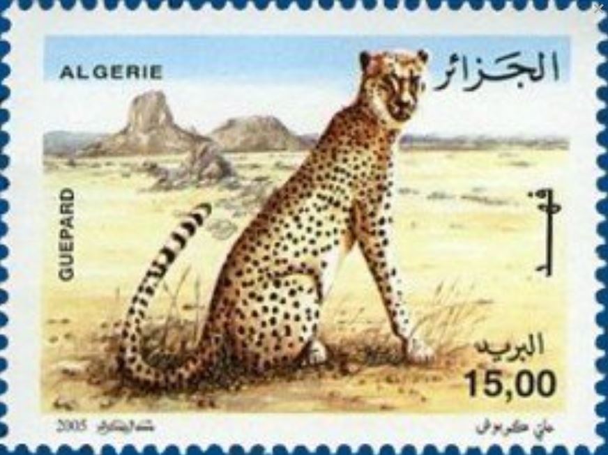 Le Guépard du Tassil