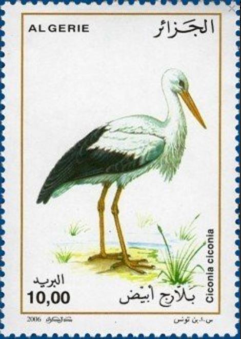 Cigogne Blanche (Ciconia-Ciconia)