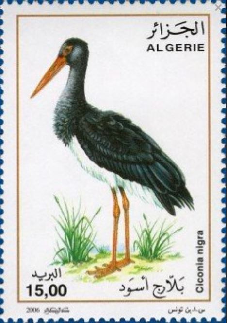 Cigogne Noire (Ciconia-nigra)