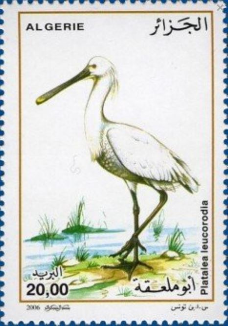 Spatule Blanche (Platalea Leucorodia)