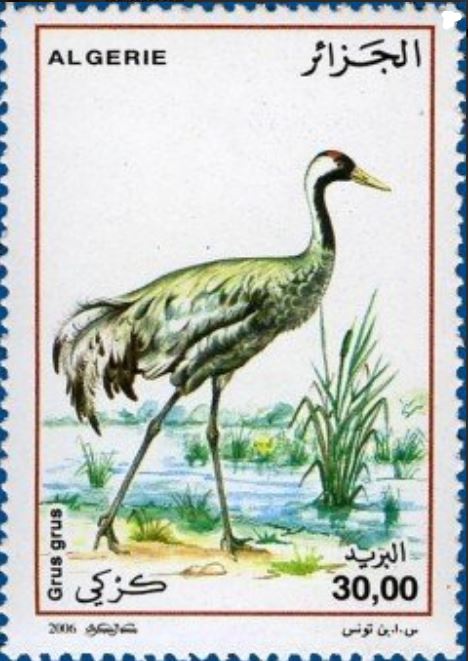 Grue cendrée (Grus-grus)