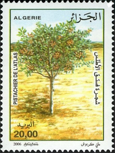Pistachier de l’Atlas (Pistacia atlantica)