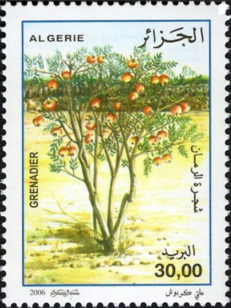 Grenadier (Punica granatum)