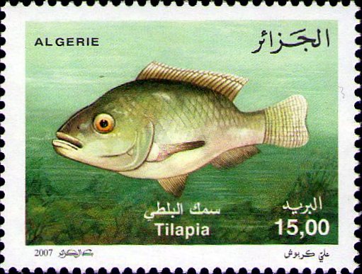 Tilapia