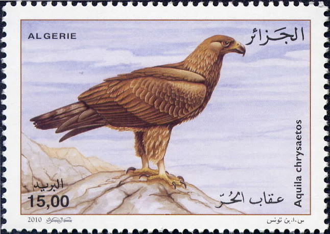 L'Aigle Royal (Aquila chrysaetos)