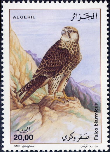 Le Faucon Lanier (Falco biarmicus)