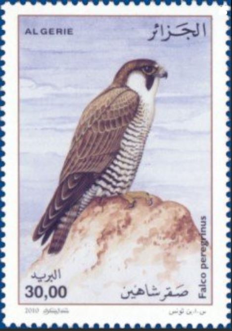 Le Faucon Pèlerin(Falco peregrinus)
