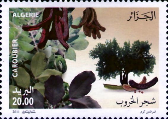 Caroubier