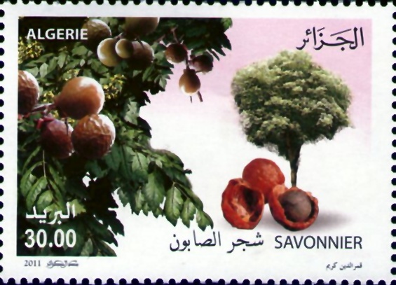Savonnier