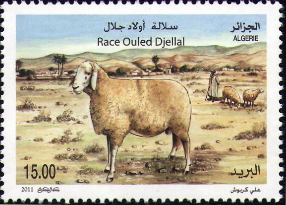Ovins d'Algérie Race Ouled Djellal