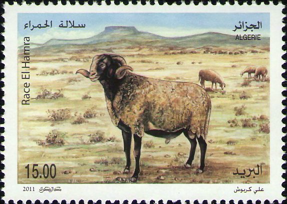 Ovins d'Algérie Race El Hamra