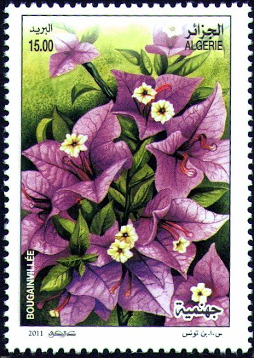 Bougainvillée