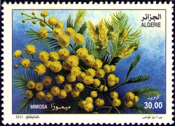 Mimosa