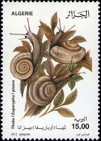 Escargots - Theba (Euparypha) pisana