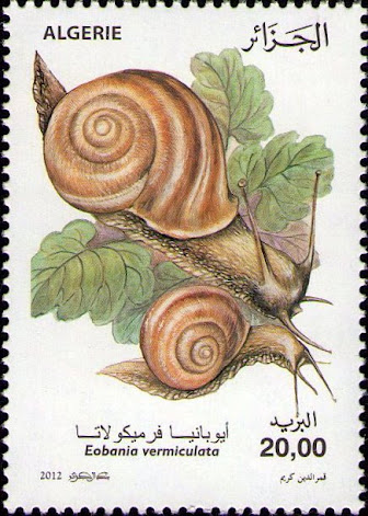 Escargots - Eobania vermiculata