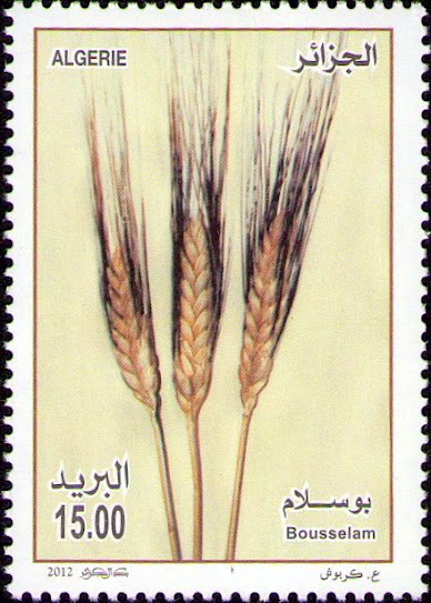 Céréales variété Bousselam