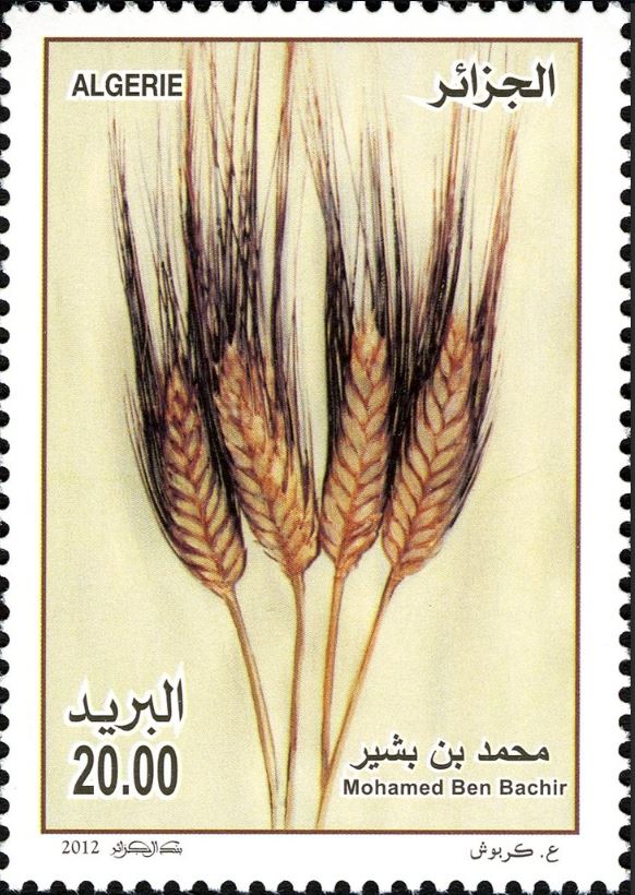 Céréales variété Mohamed ben Bachir
