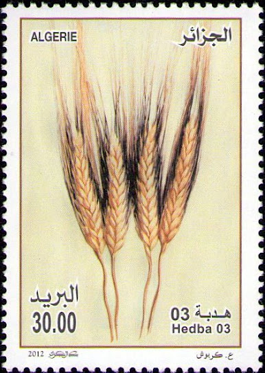 Céréales variété Hedba 03