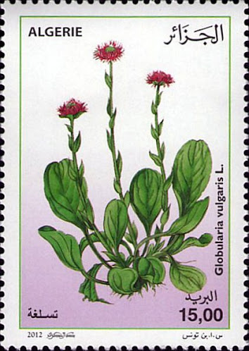 Globularia vulgaris L.- Tasalgha