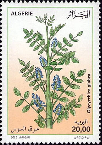 Glycyrrhiza glabra - Ark el sous