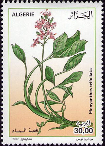 Menyanthes trifoliata - Fess el maa