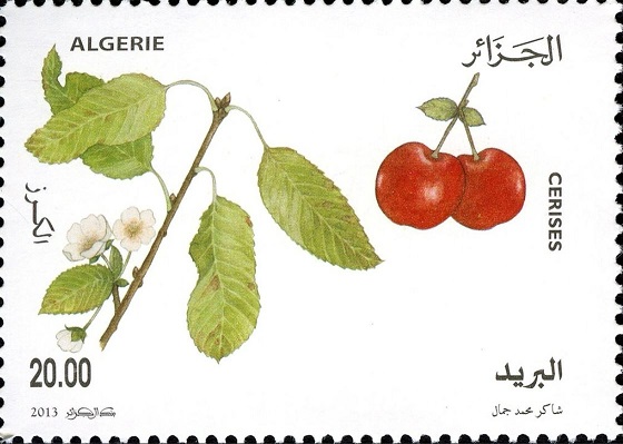 Production fruitière - Cerises