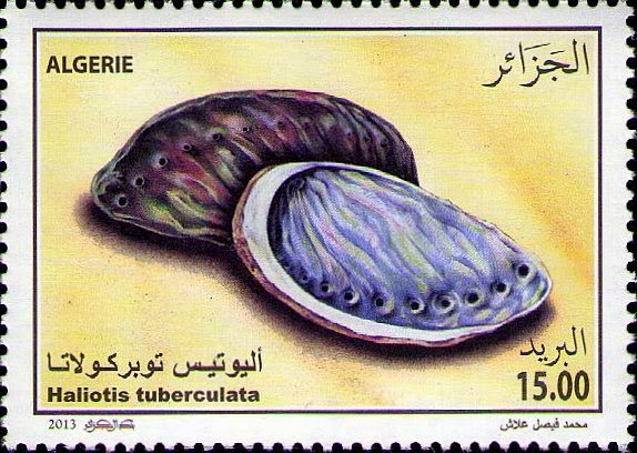 Haliotis tuberculata