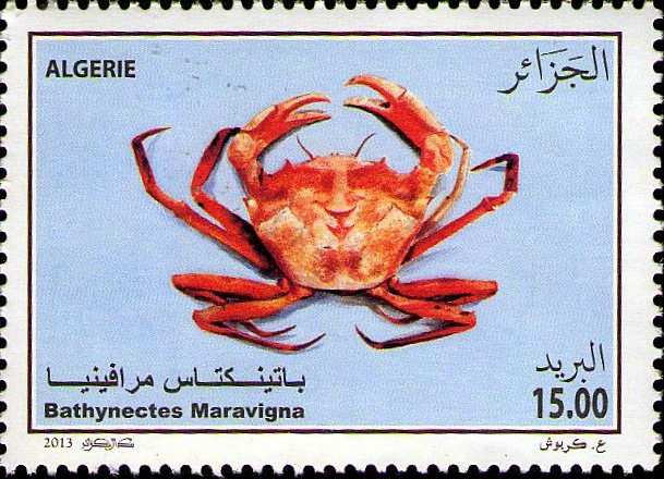 Bathynectes maravigna